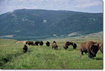Buffalo and bison roam the prairie at the Elk Mountain Ranch