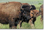 The buffalo do roam at the Elk Mountain Ranch